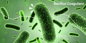 Bacillus coagulans
