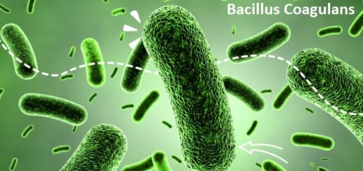 Labās Baktērijas Bacillus Coagulans